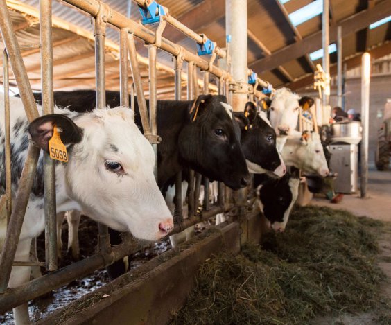 vaches-de-l-exploitation