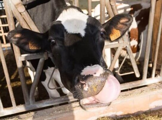 ho-la-vache-min-683x1024