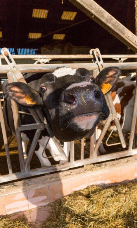 vaches-rigolote-min