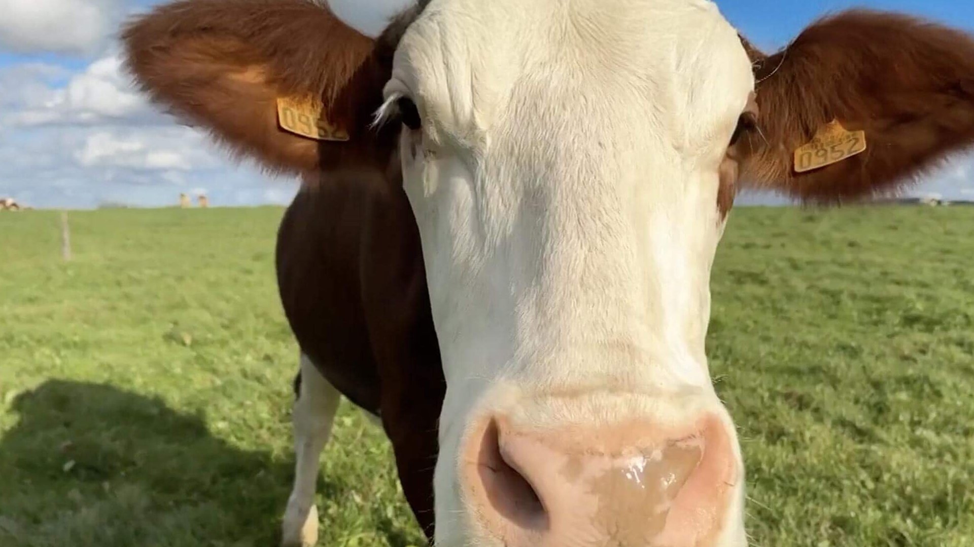 head-video
