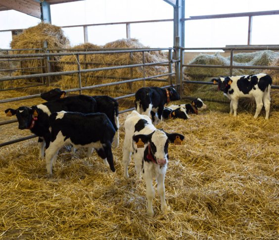alsace-lait-cooperative-laitiere2